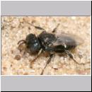 Oxybelus bipunctatus - Fliegenspiesswespe w12 5mm - Sandgrube Niedringhaussee.jpg